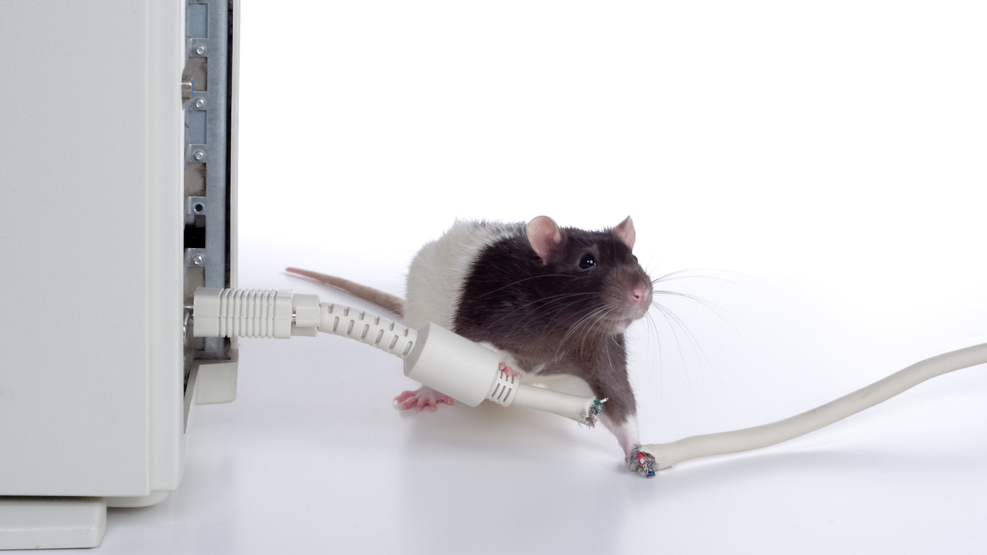 Mouse cutting a cord